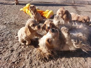 pui Cocker Spaniel culoare aurie baieti si fete 2 luni - imagine 3