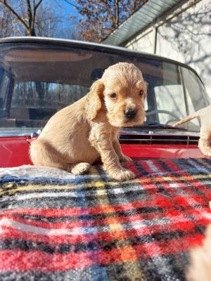 pui Cocker Spaniel culoare aurie baieti si fete 2 luni - imagine 2