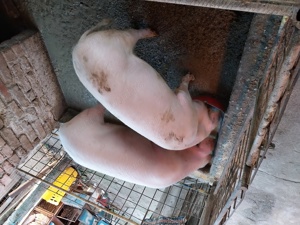 Porci de vânzare 