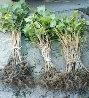 Arbusti Butasi de Coacaz Negru soi Traditional 