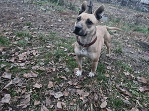 vand femela amstaff  - imagine 2 vand femela amstaff  - imagine 2