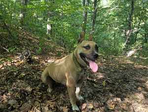 vand femela amstaff  - imagine 4 vand femela amstaff  - imagine 4