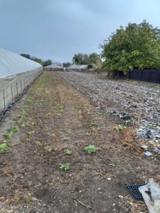 Teren de vanzare, Varasti Giurgiu