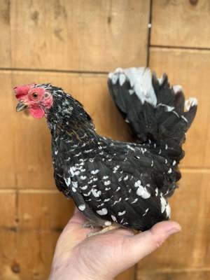 Chabo gaini pitice Arad