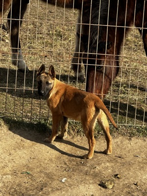 Câini ciobănești belgieni malinois  - imagine 3
