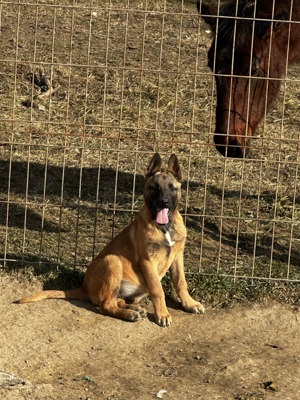 Câini ciobănești belgieni malinois  - imagine 4