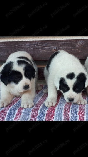 Ciobănesc de Bucovina  - imagine 5 Ciobănesc de Bucovina  - imagine 5