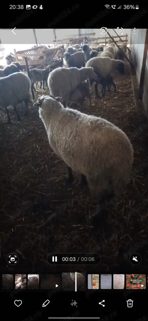 Cine vrea sa meargă cu oile la păscut. - imagine 2