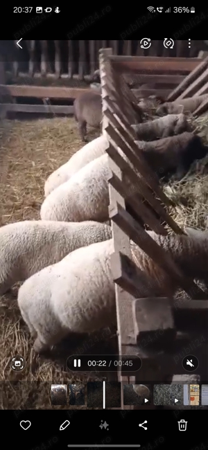 Cine vrea sa meargă cu oile la păscut.