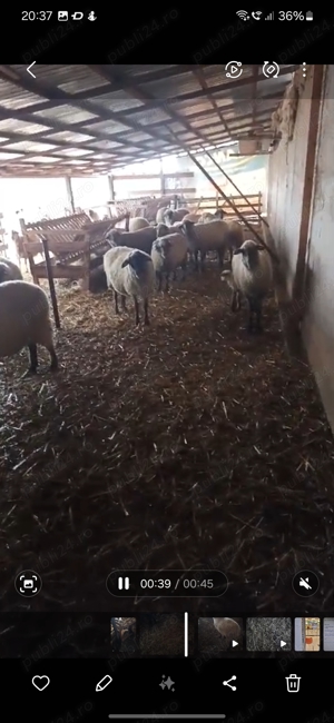 Cine vrea sa meargă cu oile la păscut. - imagine 3