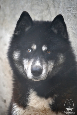 Husky Siberian cu pedigree  - imagine 5