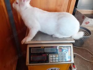 hycol francez Tiganasi - imagine 2