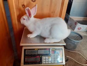 hycol francez Tiganasi - imagine 3