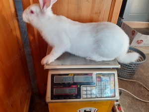 hycol francez Tiganasi - imagine 4