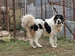 Mascul Ciobănesc de Bucovina Canisa Pomohaci - imagine 2