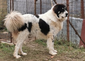 Mascul Ciobănesc de Bucovina Canisa Pomohaci