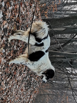 Mascul Ciobănesc de Bucovina Canisa Pomohaci - imagine 3