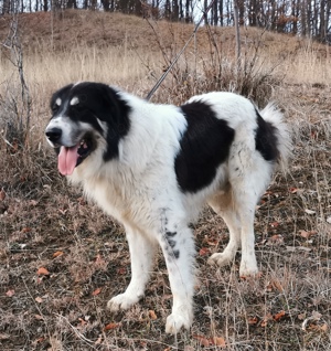 Mascul Ciobănesc de Bucovina Canisa Pomohaci - imagine 5