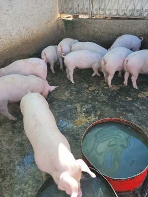 grăsuni de vânzare