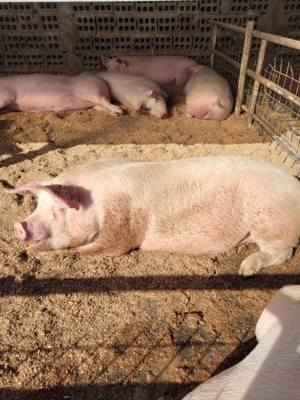 grăsuni de vânzare - imagine 2