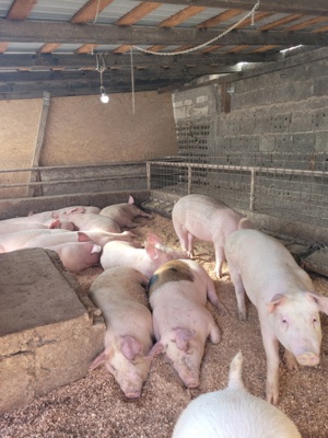 grăsuni de vânzare - imagine 3