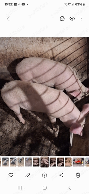 Porci 