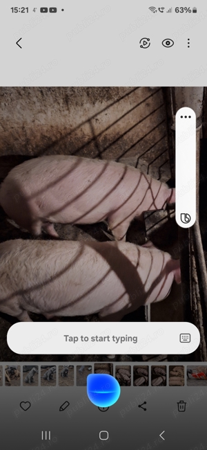 Porci de vânzare 