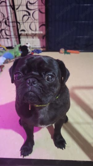 Pugsley Pug cauta un partener de joaca