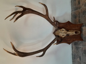 Vând Trofeu din anul 1965.