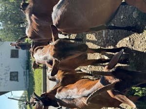 Vand capre și iezi  - imagine 4 Vand capre și iezi  - imagine 4