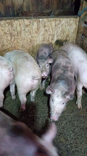 vand porci pietran greutate 30-35kg