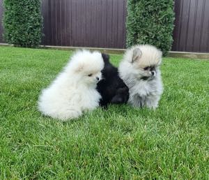 Pui rasa pomeranian - imagine 2