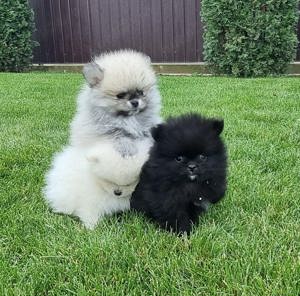 Pui rasa pomeranian