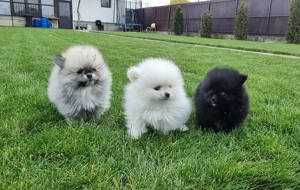 Pui rasa pomeranian - imagine 4