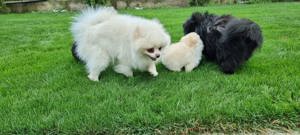 Pui rasa pomeranian - imagine 3