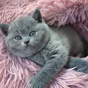 British Shorthair blue  - imagine 3 British Shorthair blue  - imagine 3