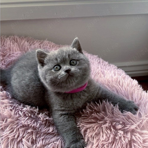 British Shorthair blue  - imagine 2 British Shorthair blue  - imagine 2