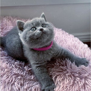 British Shorthair blue 