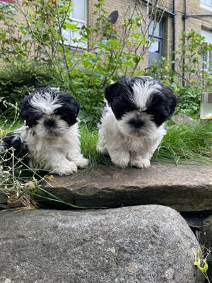 Catei Shitzu fetite și baietei - imagine 3