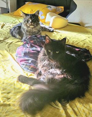 Maine Coon cu pedigree  - imagine 2