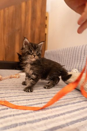 Maine Coon cu pedigree  - imagine 5