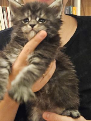 Maine Coon cu pedigree  - imagine 3