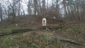 Bichon havanez vesel si sanatos, caut perechea - imagine 3