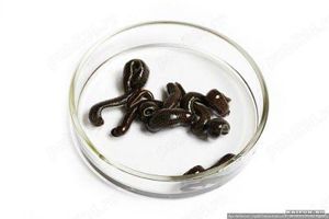 Comanda Lipitori Medicinale - trimitem oriunde in Romania!