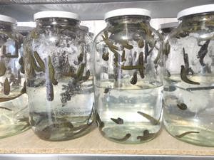 Comanda Lipitori Medicinale - trimitem oriunde in Romania! - imagine 3