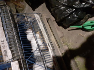 Vand iepuri Californian de o luna si un mascul de 10 luni.