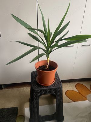  Plante de interior YUCCA si DRACENA , de diverse dimensiuni - imagine 4