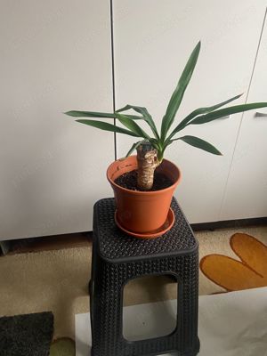  Plante de interior YUCCA si DRACENA , de diverse dimensiuni - imagine 5