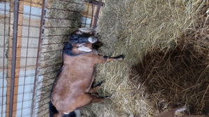 Lot 8 Capre Anglo Nubiene si iezi - imagine 5