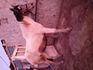 vand manza pinto un an 